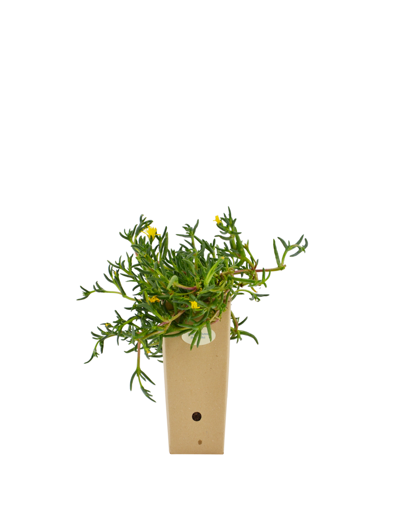 Pianta di Malephora lutea in vaso di cartone 9x9x20