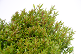 Dettaglio di una pianta di Myrtus communis ‘Microphylla’