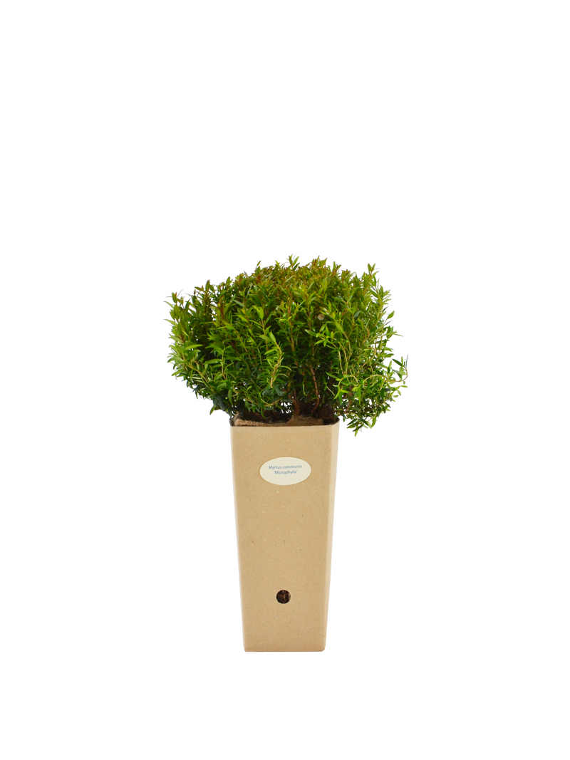 Pianta di Myrtus communis ‘Microphylla’  in vaso di cartone 9x9x20