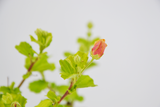 Dettaglio di una pianta di Pavonia praemorsa