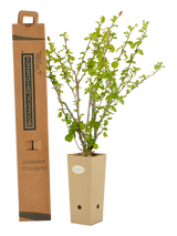 Pianta di Pavonia praemorsa in vaso di cartone 9x9x20 con scatola BotanicalDryGarden