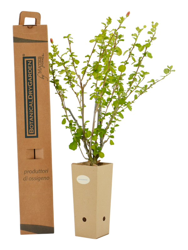 Pianta di Pavonia praemorsa in vaso di cartone 9x9x20 con scatola BotanicalDryGarden