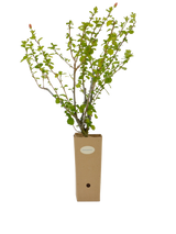 Pianta di Pavonia praemorsa in vaso di cartone 9x9x20