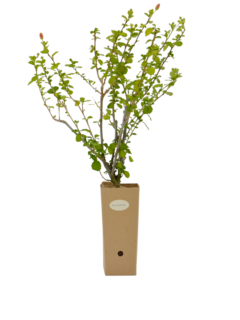 Pianta di Pavonia praemorsa in vaso di cartone 9x9x20