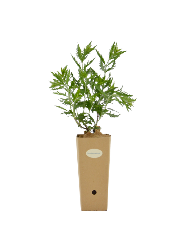 Pianta di Perovskia atriplicifolia in vaso di cartone 9x9x20