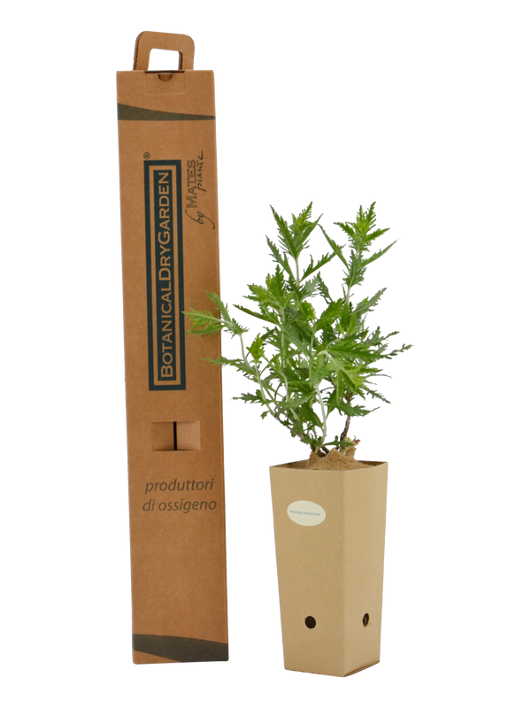 Pianta di Perovskia atriplicifolia in vaso di cartone 9x9x20 con scatola BotanicalDryGarden