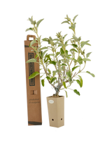 Pianta di Phlomis anatolica in vaso di cartone 9x9x20 con scatola BotanicalDryGarden