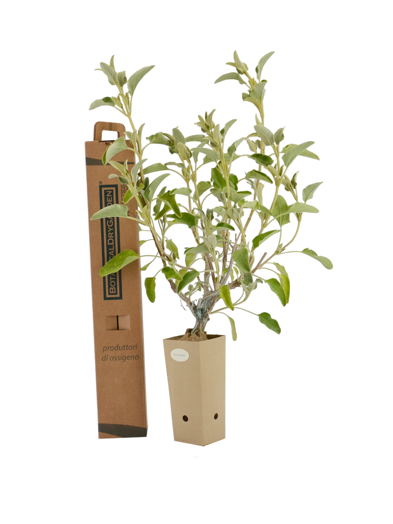 Pianta di Phlomis anatolica in vaso di cartone 9x9x20 con scatola BotanicalDryGarden