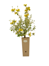 Pianta di Phlomis lanata in vaso di cartone 9x9x20