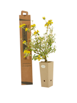 Pianta di Phlomis lanata in vaso di cartone 9x9x20 con scatola BotanicalDryGarden