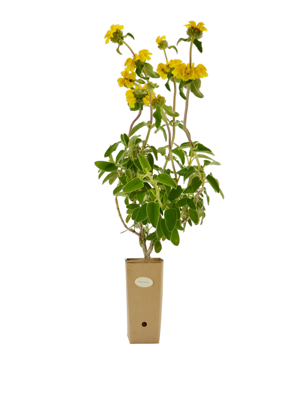 Pianta di Phlomis viscosa in vaso di cartone 9x9x20