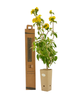 Pianta di Phlomis viscosa in vaso di cartone 9x9x20 con scatola BotanicalDryGarden