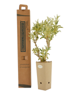 Pianta di Phlomis x 'Marina' in vaso di cartone 9x9x20 con scatola BotanicalDryGarden