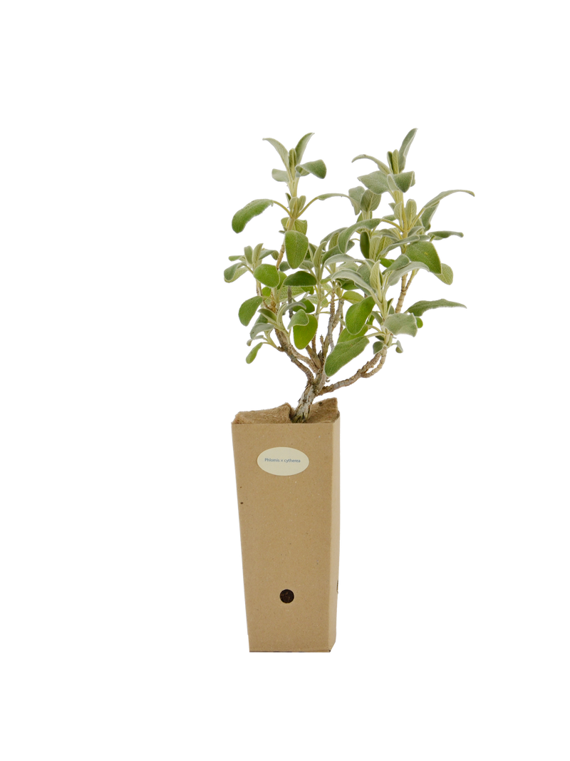 Pianta di Phlomis x cytherea in vaso di cartone 9x9x20