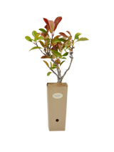 Pianta di Anisodontea capensis in vaso di cartone 9x9x20 Photinia x fraseri 'Red Robin'