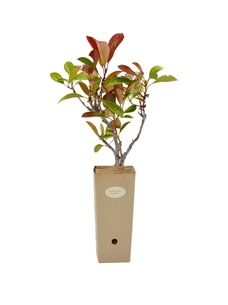 Pianta di Anisodontea capensis in vaso di cartone 9x9x20 Photinia x fraseri 'Red Robin'