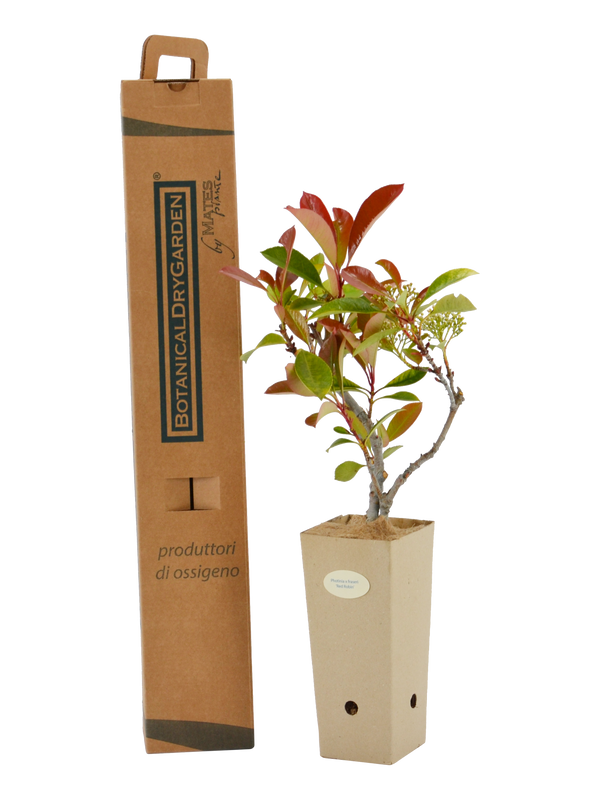 Pianta di Photinia x fraseri 'Red Robin' in vaso di cartone 9x9x20 con scatola BotanicalDryGarden