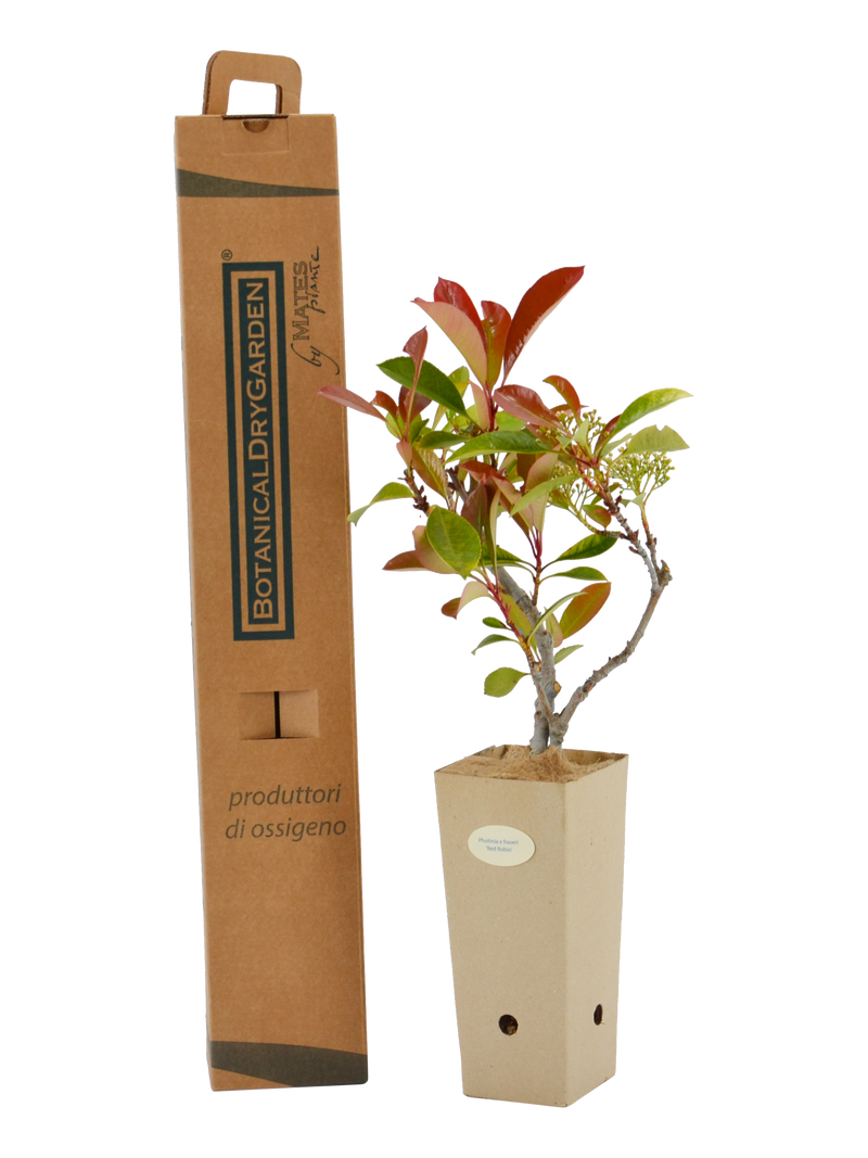 Pianta di Photinia x fraseri 'Red Robin' in vaso di cartone 9x9x20 con scatola BotanicalDryGarden
