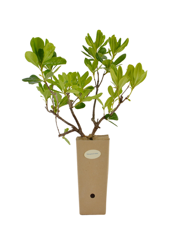 Pianta di Pittosporum tobira in vaso di cartone 9x9x20