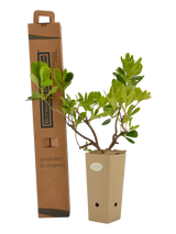 Pianta di Pittosporum tobira in vaso di cartone 9x9x20 con scatola BotanicalDryGarden