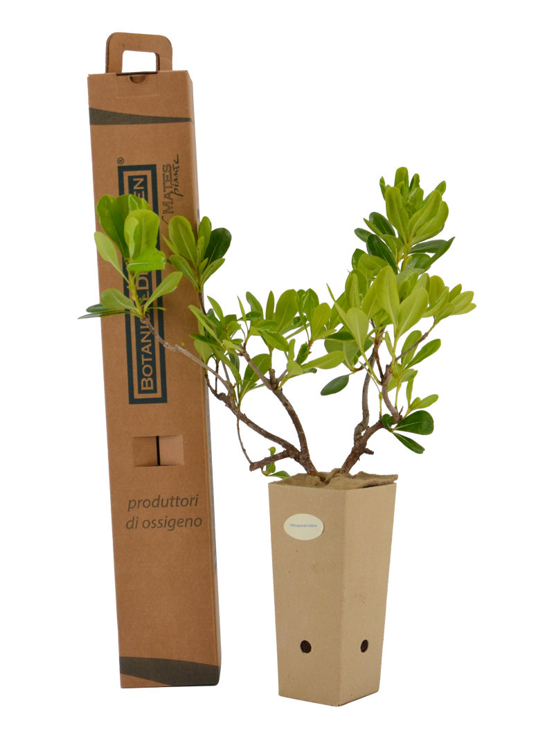 Pianta di Pittosporum tobira in vaso di cartone 9x9x20 con scatola BotanicalDryGarden