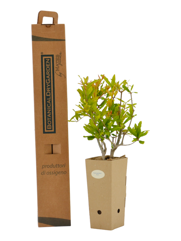 Pianta di Punica granatum 'Acco' in vaso di cartone 9x9x20 con scatola BotanicalDryGarden
