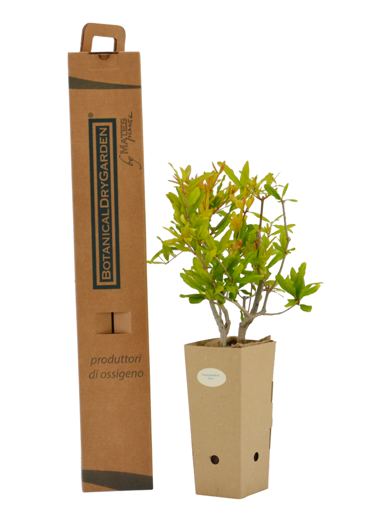 Pianta di Punica granatum 'Acco' in vaso di cartone 9x9x20 con scatola BotanicalDryGarden