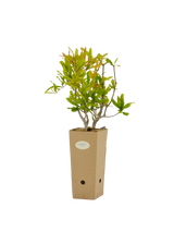 Pianta di Punica granatum 'Acco' in vaso di cartone 9x9x20
