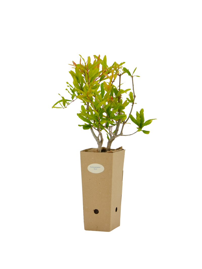 Pianta di Punica granatum 'Acco' in vaso di cartone 9x9x20