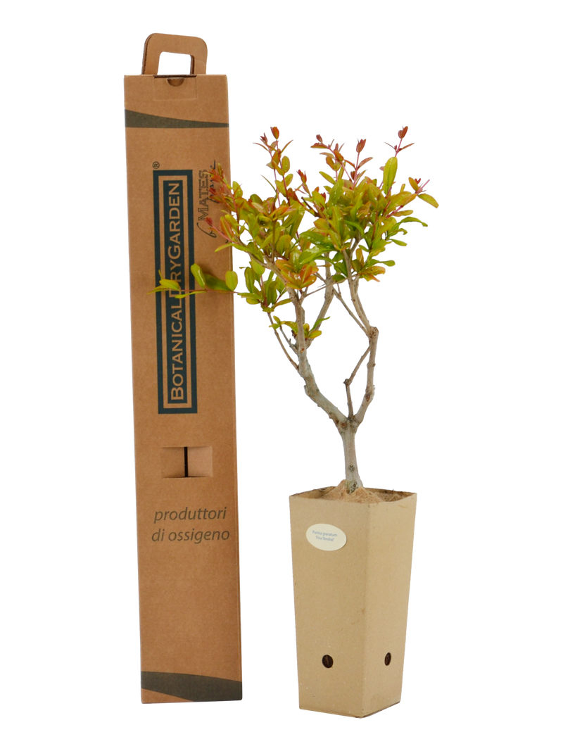 Pianta di Punica granatum 'Fina Tendral' in vaso di cartone 9x9x20 con scatola BotanicalDryGarden