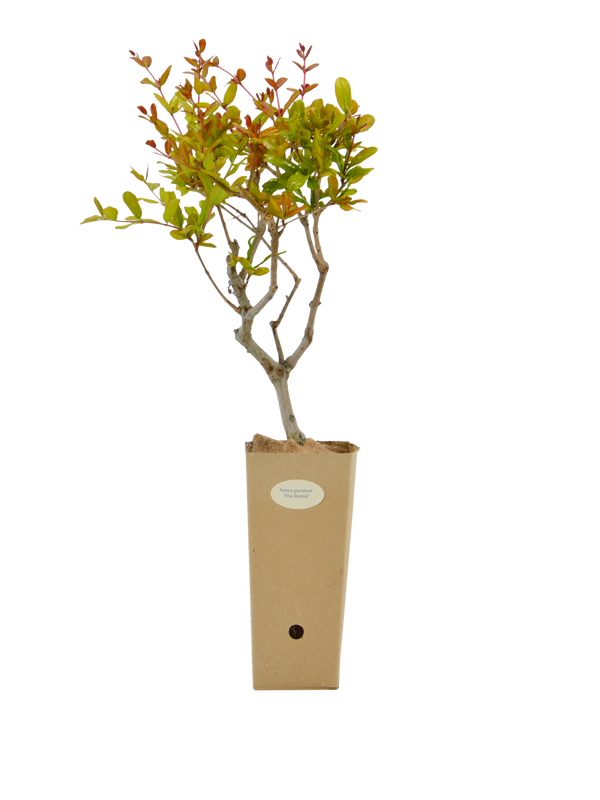 Pianta di Punica granatum 'Fina Tendral' in vaso di cartone 9x9x20