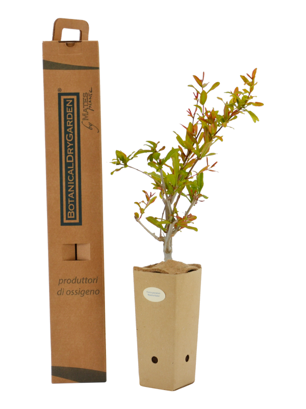 Pianta di Punica granatum 'Maxima Rubra' in vaso di cartone 9x9x20 con scatola BotanicalDryGarden