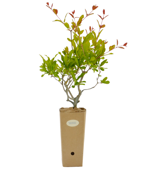 Punica granatum 'Mollar de Elche'