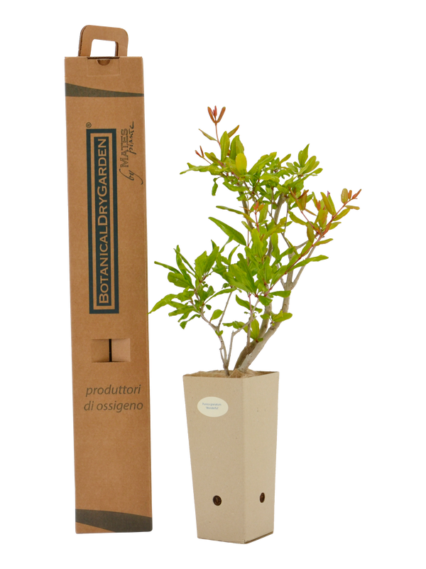 Punica granatum 'Wonderful'