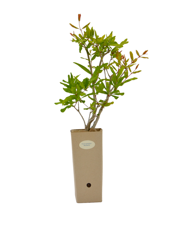 Punica granatum 'Wonderful'