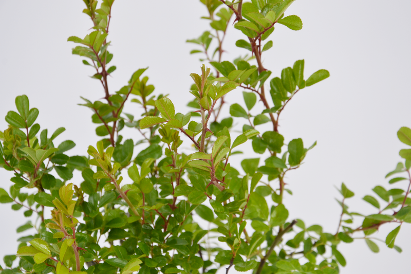 Dettaglio di una rosa bracteata Macartney