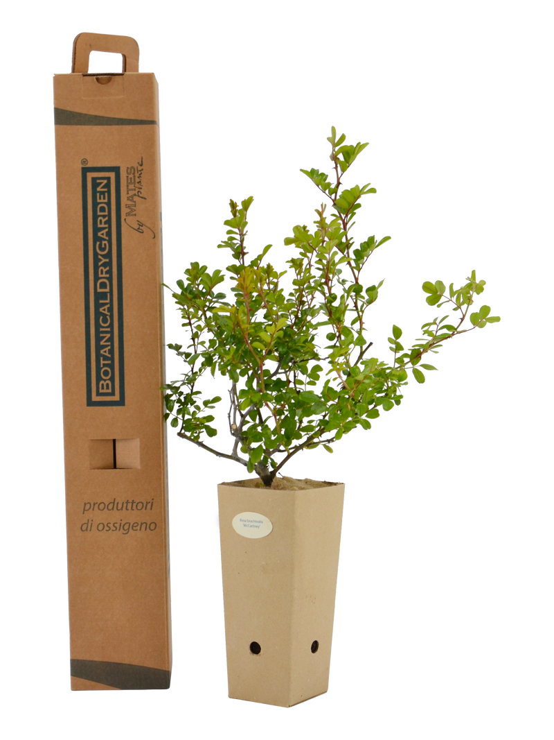Rosa bracteata Macartney in vaso di cartone 9x9x20 con scatola BotanicalDryGarden 