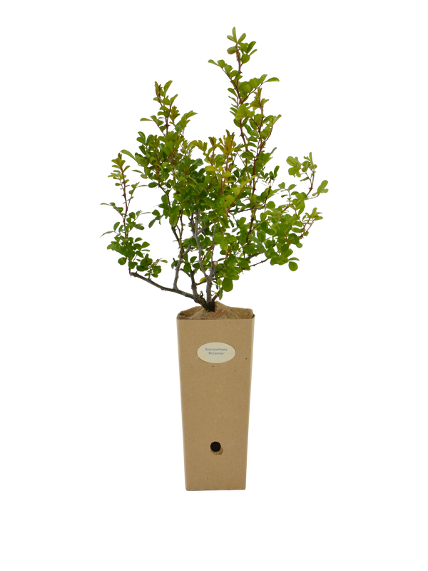 Rosa bracteata Macartney in vaso di cartone 9x9x20