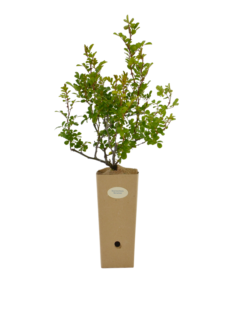Rosa bracteata Macartney in vaso di cartone 9x9x20