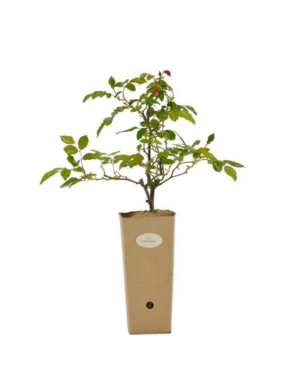 Rosa 'Alberic Barbier' in vaso di cartone 9x9x20