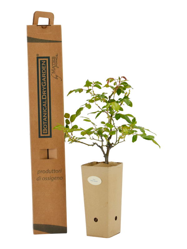 Rosa 'Alberic Barbier' in vaso di cartone 9x9x20 con scatola BotanicalDryGarden 