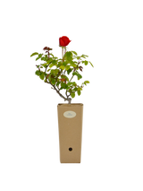 Rosa 'La Sevilliana' in vaso di cartone 9x9x20