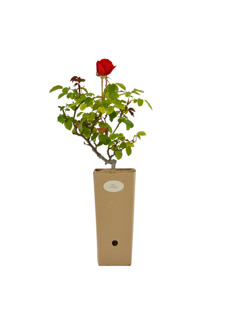 Rosa 'La Sevilliana' in vaso di cartone 9x9x20