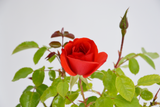 Dettaglio di una Rosa 'La Sevillana'®