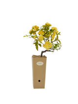 Rosa banksiae 'Lutea' in vaso di cartone 9x9x20