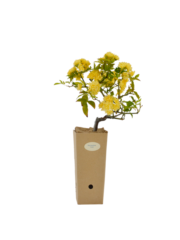 Rosa banksiae 'Lutea' in vaso di cartone 9x9x20