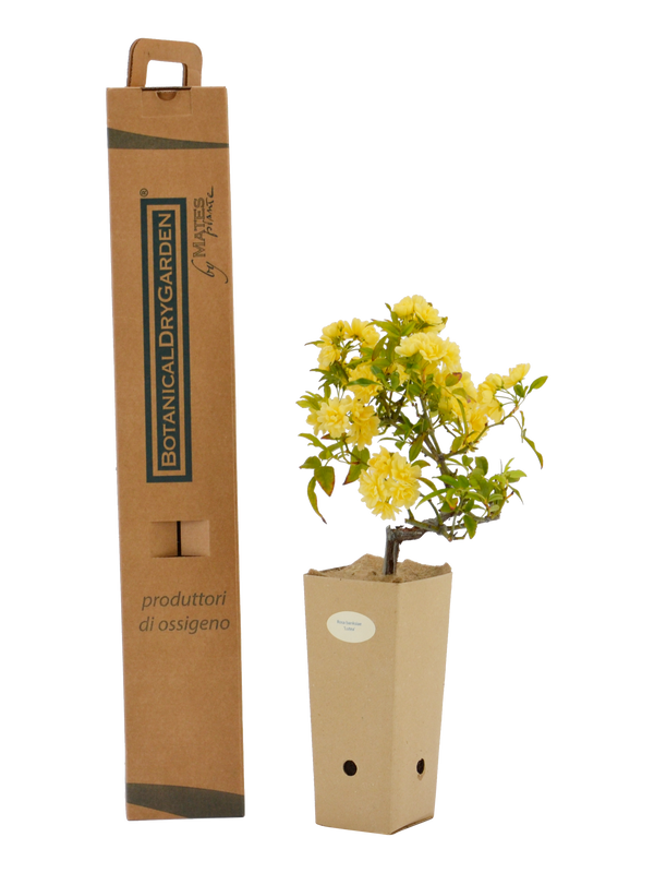 Rosa banksiae 'Lutea' in vaso di cartone 9x9x20 con scatola BotanicalDryGarden 