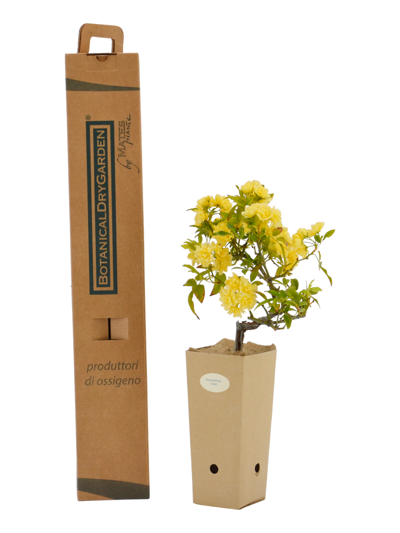 Rosa banksiae 'Lutea' in vaso di cartone 9x9x20 con scatola BotanicalDryGarden 