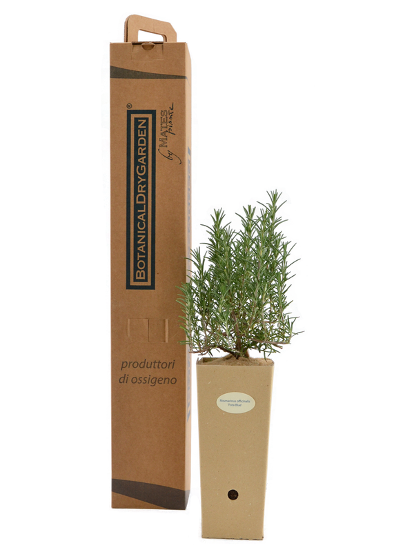 Pianta di Rosmarinus officinalis 'Fota Blue' in vaso di cartone 9x9x20 con scatola di BotanicalDryGarden