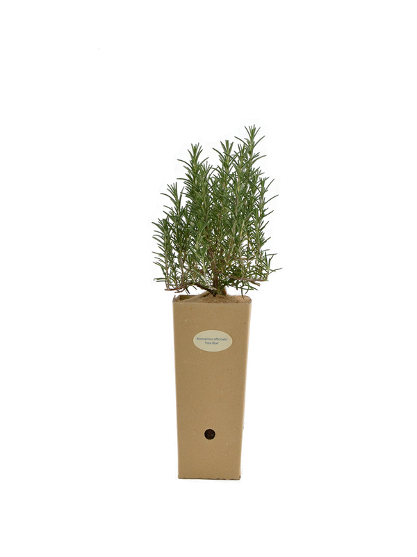 Pianta di Rosmarinus officinalis 'Fota Blue' in vaso di cartone 9x9x20